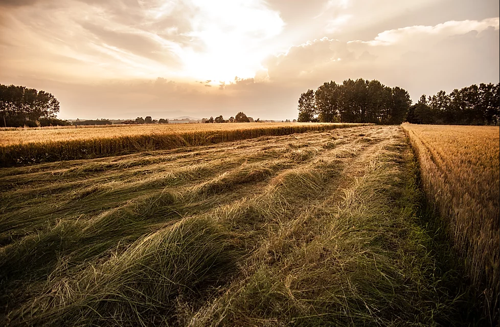Farm Field - swathed
